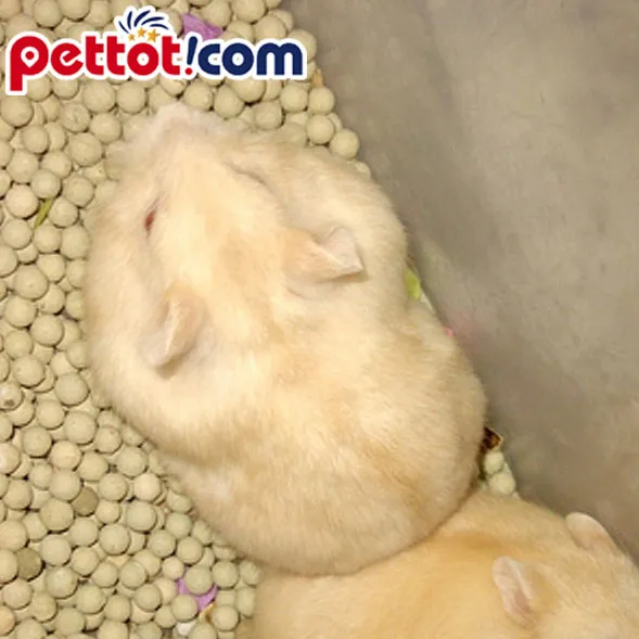 Chuột hamster bị ướt lông và vùng đuôi, là dấu hiệu bệnh ướt đuôi