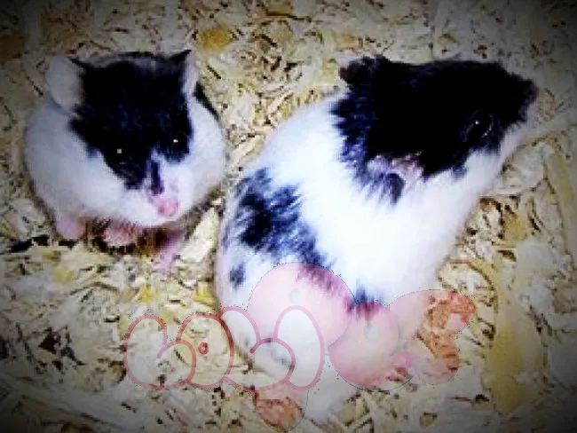 Chuột hamster bò sữa Campell với bộ lông đốm đen và trắng nổi bật