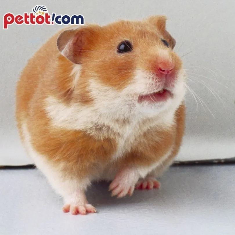 Chuột Hamster Campell và Roborovski đa dạng tại Lolipet Hà Nội