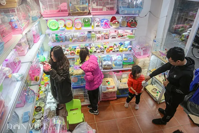 Chuột Hamster cảnh đáng yêu được săn đón