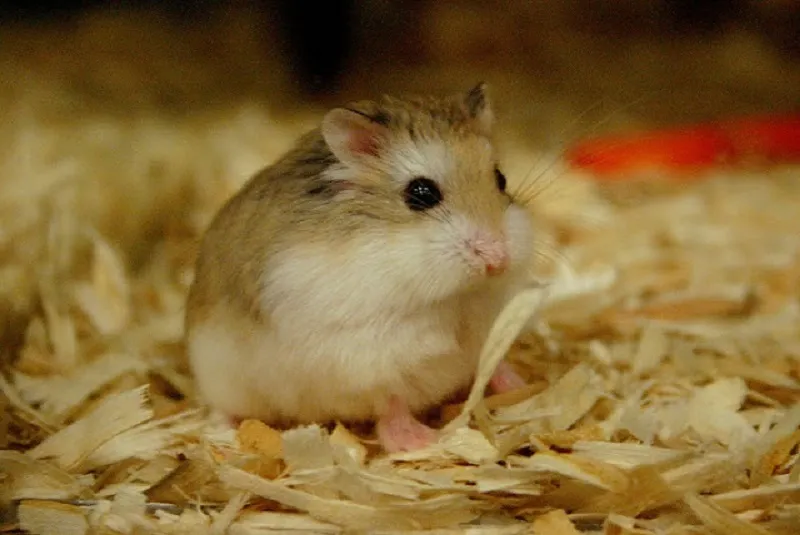 Chuột hamster cảnh nhỏ nhắn đáng yêu