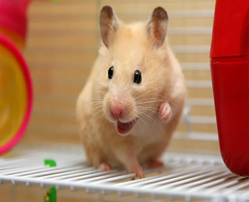 Chuột Hamster có nguồn gốc từ vùng khô hạn ôn đới, nay đã được nhân giống rộng rãi