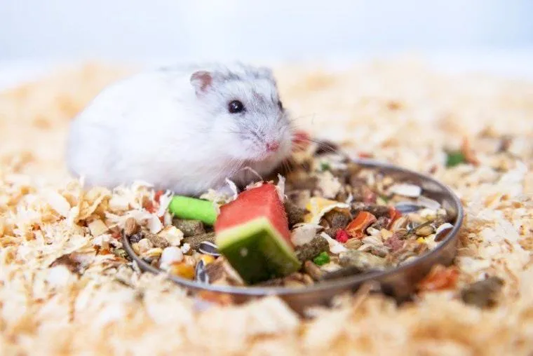 Chuột Hamster đang ăn thức ăn tổng hợp từ bát, alt tối ưu thức ăn tổng hợp dinh dưỡng cho chuột chuột hamster