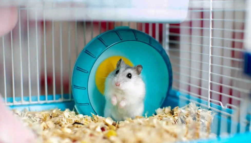Chuột Hamster đang chạy tốc độ cao trên bề mặt phẳng, alt tối ưu tốc độ chạy của chuột chuột hamster
