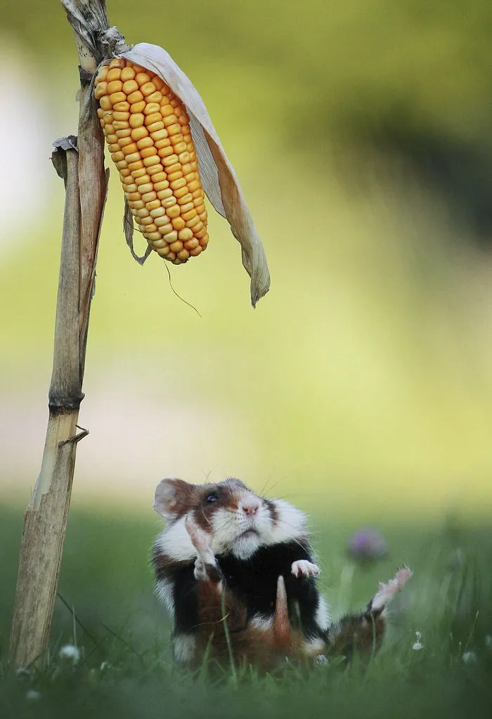 Chuột hamster đang cố gắng cắn một hạt ngô lớn, minh họa sức mạnh và bản năng tích trữ thức ăn