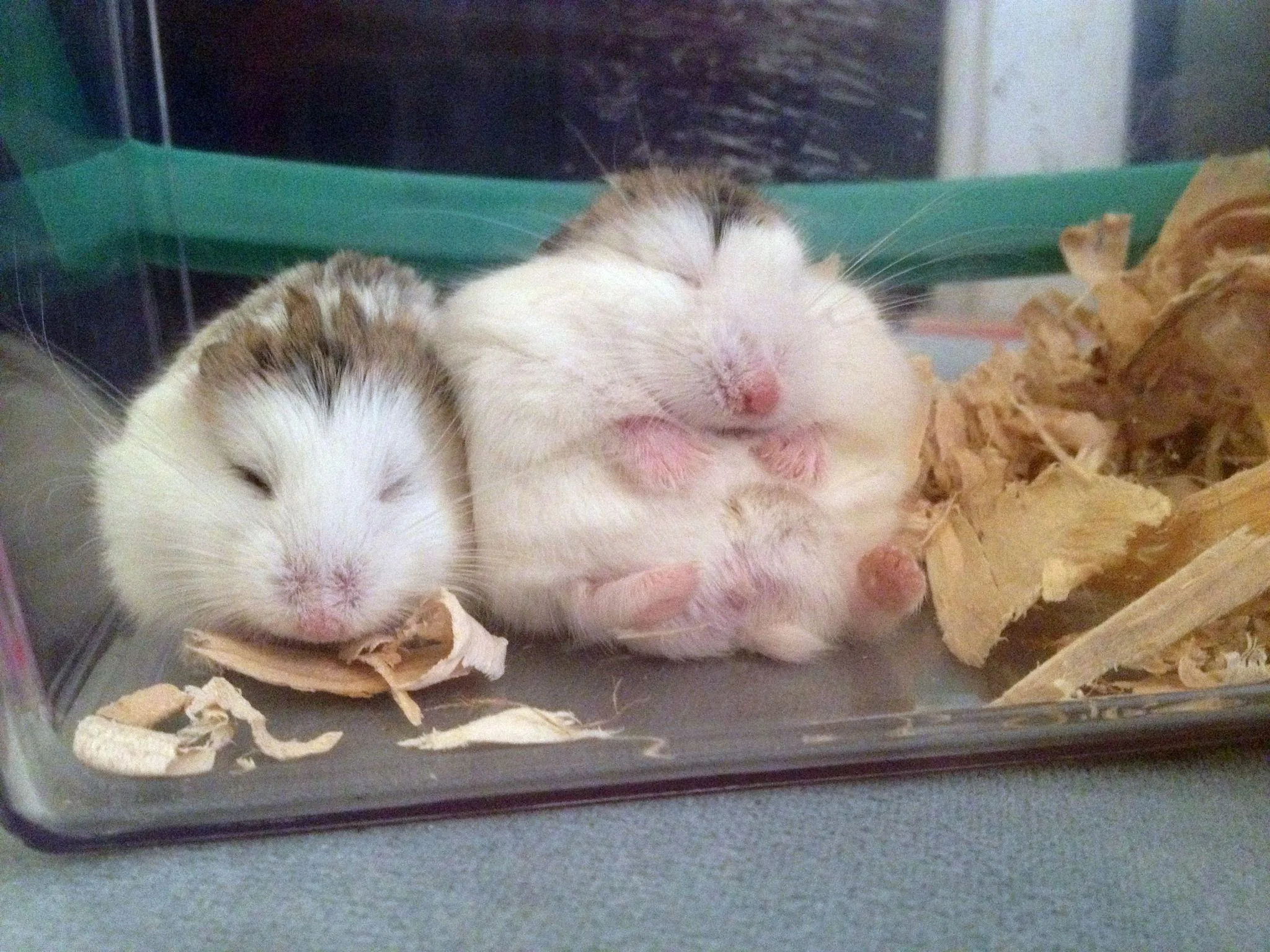 Chuột Hamster đang ngủ cuộn tròn trong tổ vào ban ngày, alt tối ưu thói quen ngủ ngày của chuột Hamster