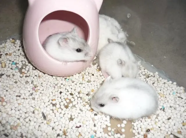 Chuột Hamster đang ở trong chuồng lót bằng cát Sand, alt tối ưu cát Sand vệ sinh và làm mát cho chuột Hamster