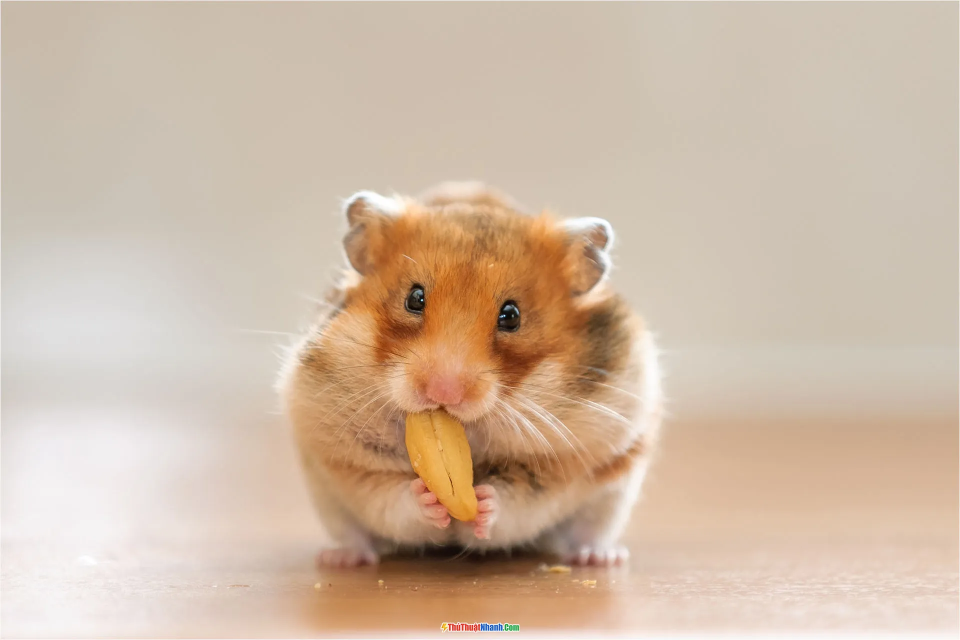 Chuột Hamster đáng yêu, nhỏ xinh trong hình ảnh anime