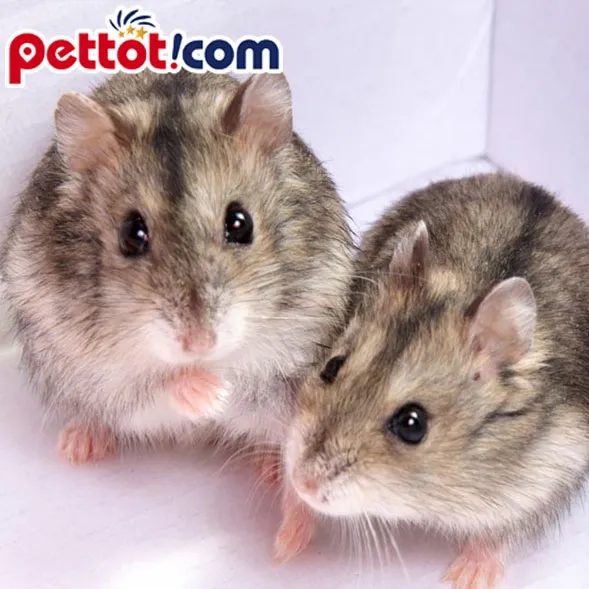 Chuột hamster dễ thương nhất thế giới giống Trung Quốc với thân hình thon dài và vằn sọc đặc trưng