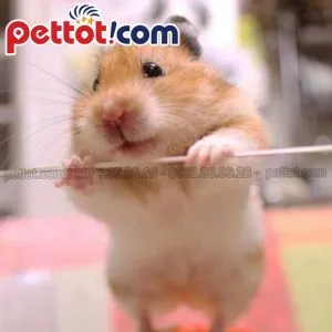 Chuột hamster dễ thương nhất thế giới Syrian được người nuôi ôm ấp thể hiện sự thuần hóa