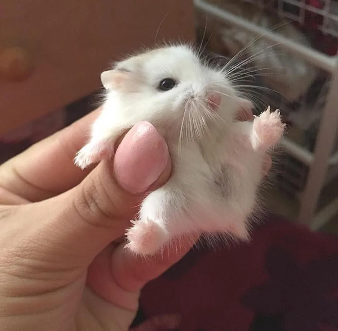 Chuột Hamster đẹp nhất