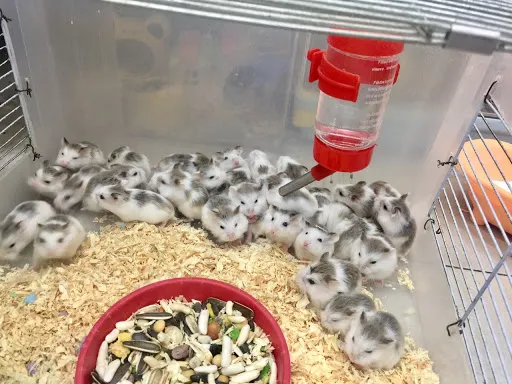 Chuột Hamster lông xù được chăm sóc trong điều kiện nuôi dưỡng tốt