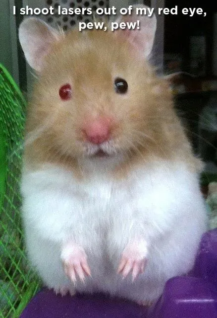 chuột hamster mắt hồng màu trắng đang đứng trên lót chuồng, thể hiện rõ đặc điểm thiếu sắc tố melanin ở mắt