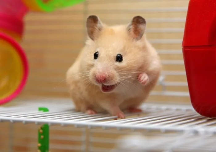 Chuột hamster màu vàng nhạt đang ăn thức ăn trong lồng