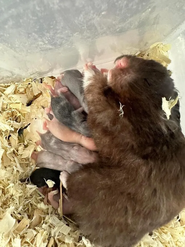 chuột hamster mẹ đang cho lứa con non mới sinh bú sữa trong ổ ấm áp