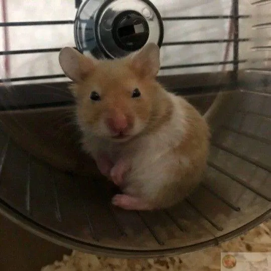 Chuột hamster meme được yêu thích bởi sự dễ thương khó cưỡng