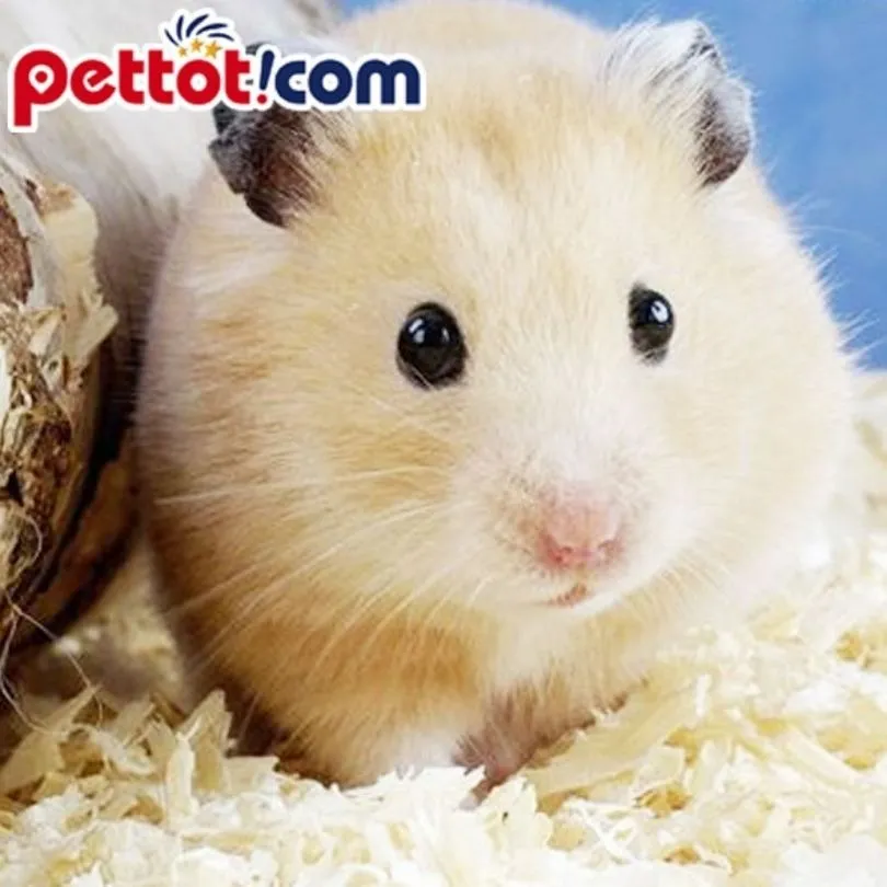 Chuột Hamster mini dễ thương, là loài thú cưng được giới trẻ yêu thích.
