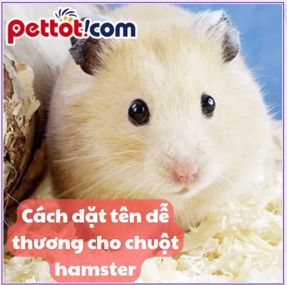 Chuột Hamster nhỏ đang thưởng thức thức ăn, minh họa mẹo đặt tên dễ thương theo đồ ăn