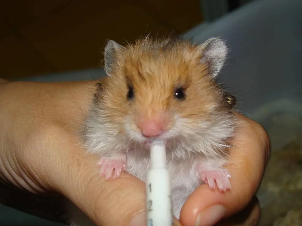 Chuột Hamster nhỏ đang tự vệ sinh cá nhân trong môi trường lồng sạch sẽ