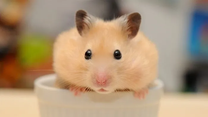 Chuột hamster nhỏ nhắn đáng yêu trong lòng bàn tay, minh họa cho việc có nên nuôi chuột hamster làm thú cưng không