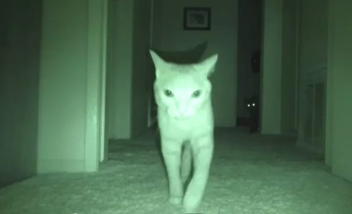 Chuột Hamster quan sát xung quanh lồng vào ban đêm