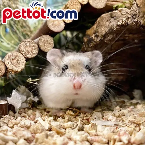 chuột Hamster Robo Dwarf có kích thước nhỏ bé và bộ lông nâu nhạt đặc trưng