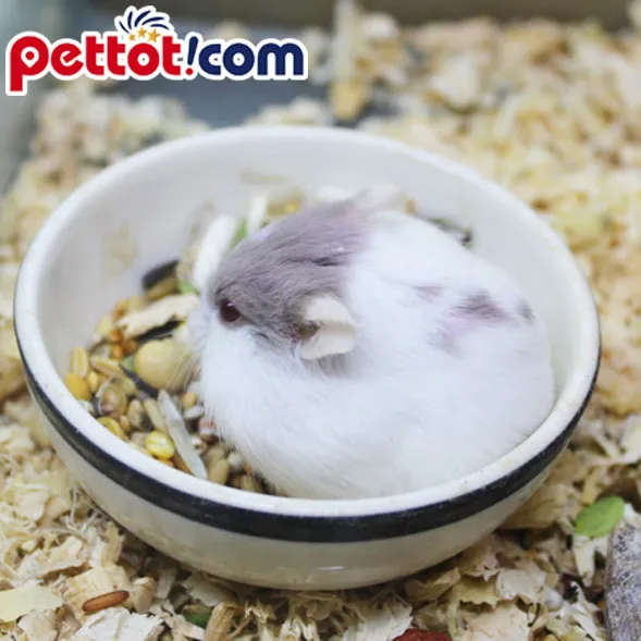 Chuột Hamster Robo Platinum là một đột biến gen đắt tiền