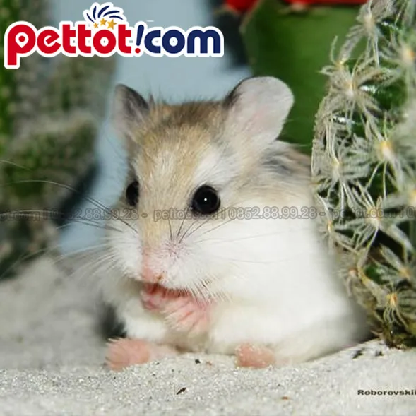 Chuột Hamster Robo Roborovski Dwarf Hamster nhỏ nhất trong các loài hamster lùn, phân tích giá chuột hamster robo