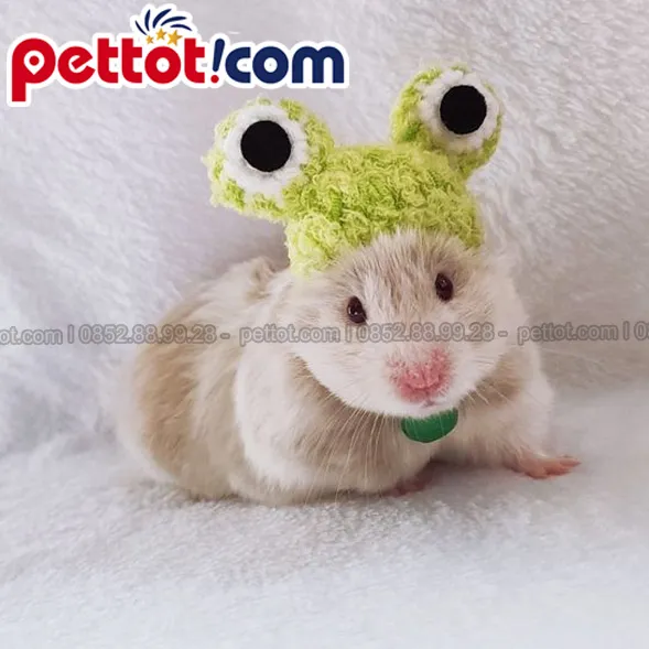 Chuột Hamster Syrian (Bear) đang ăn hạt hướng dương, minh họa giá chuột Hamster tại Hà Nội.