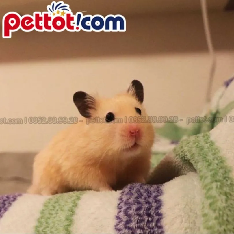 Chuột hamster Syrian đang hoạt động trong lồng nuôi rộng rãi với bánh xe tập thể dục