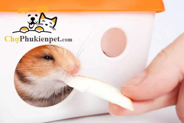 Chuột Nhà Và Chuột Cống: Phân Biệt, Mối Nguy, Và Giải Pháp Kiểm Soát Toàn Diện