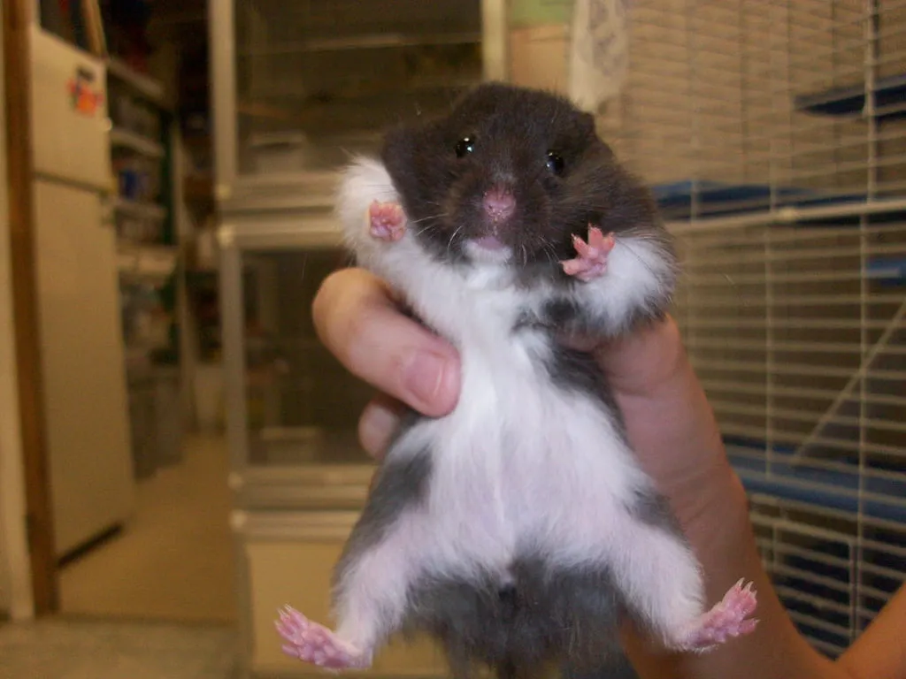 Chuột Hamster Syrian lớn, màu vàng kim, đang cầm một hạt thức ăn nhỏ