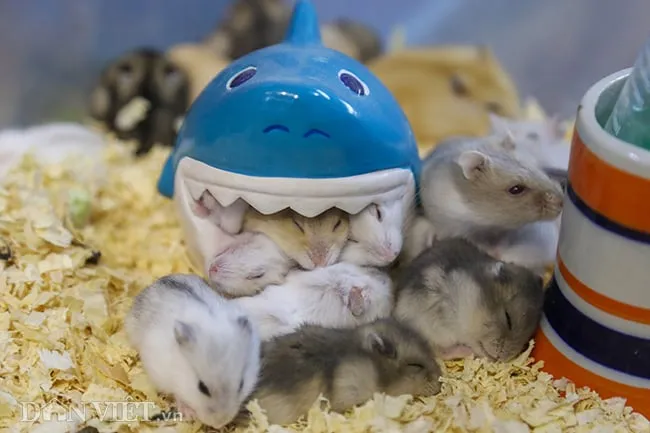 Chuột Hamster Syrian ngủ say với vẻ ngoài mũm mĩm