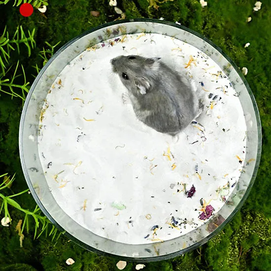 Chuột hamster tắm bằng cát