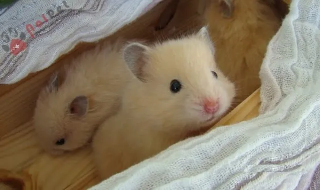 Chuột hamster tắm bằng gì