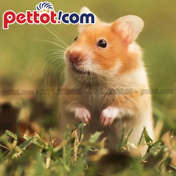 Chuột Hamster thuộc phân họ Cricetinae, là động vật gặm nhấm không phải chuột thông thường khi mua chuột hamster giá rẻ ở Hà Nội.
