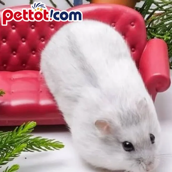 Chuột hamster trắng winter white bò sữa ngồi trên tay người nuôi
