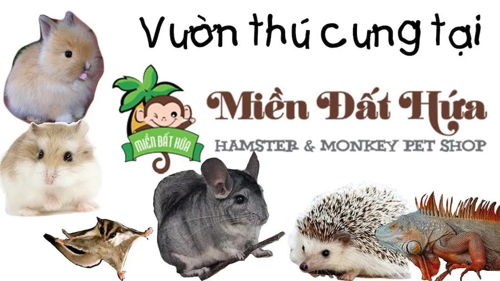 Chuột Hamster trong chiếc lồng nhiều tầng bằng nhựa, có ống dẫn và bánh xe chạy