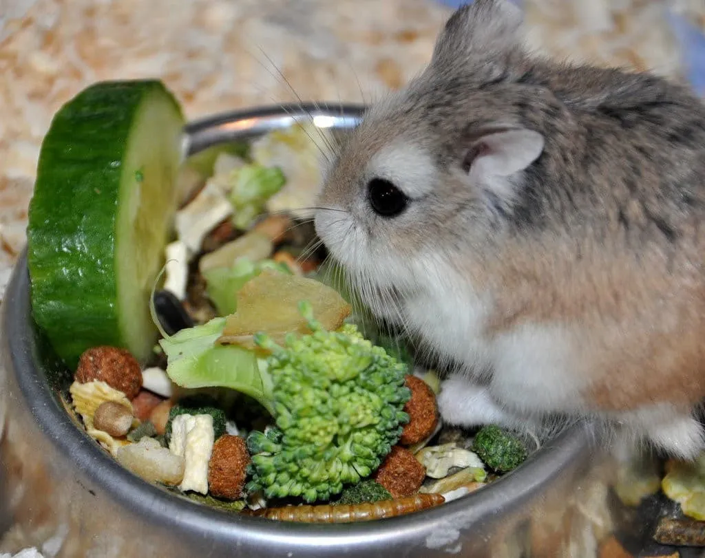 Chuột Hamster vàng kim và màu kem đang ăn hạt khô từ bát