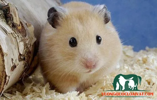 Chuột Hamster vàng nâu, mô tả loài thú cưng nhỏ phổ biến.