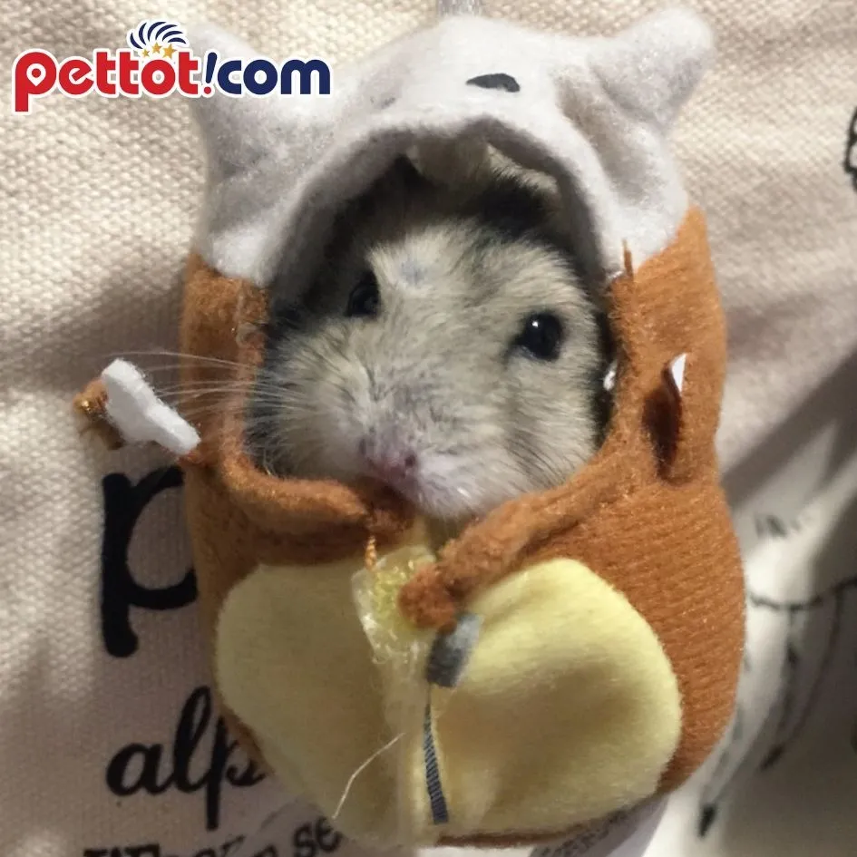 Chuột hamster với bộ nón và cà vạt sinh nhật màu hồng cá nhân hóa