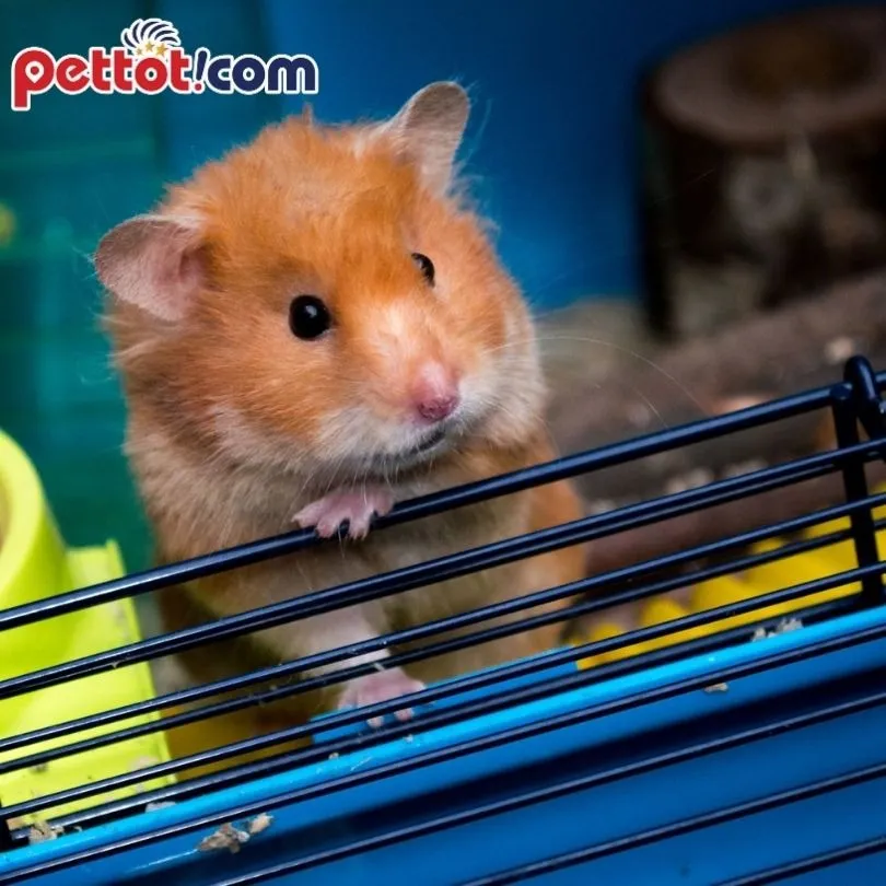Chuột hamster với phụ kiện đồ chơi