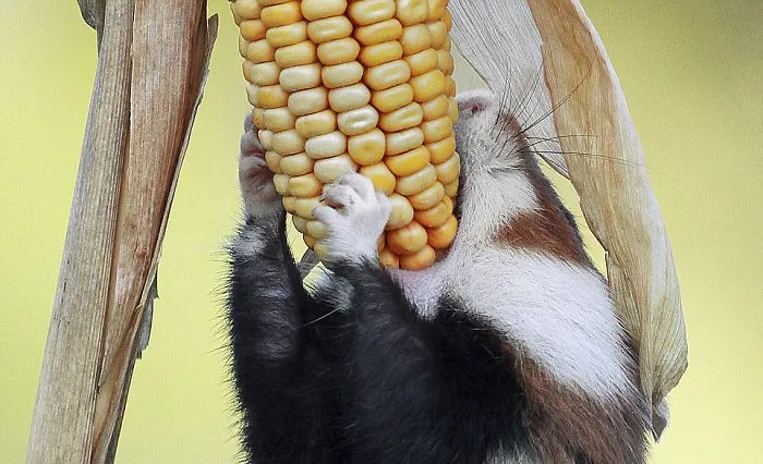 Chuột hamster với túi má căng phồng đầy thức ăn, minh họa khả năng tích trữ thức ăn cho mùa đông hoặc vận chuyển về hang