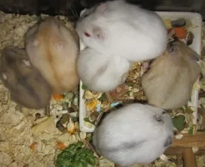 chuột hamster winter white có hôi ko và hình ảnh winter white đang khám phá lót chuồng sạch