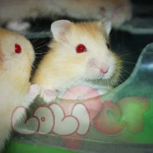 Chuột Hamster Winter White hiền lành, tìm nơi bán chuột hamster WW uy tín