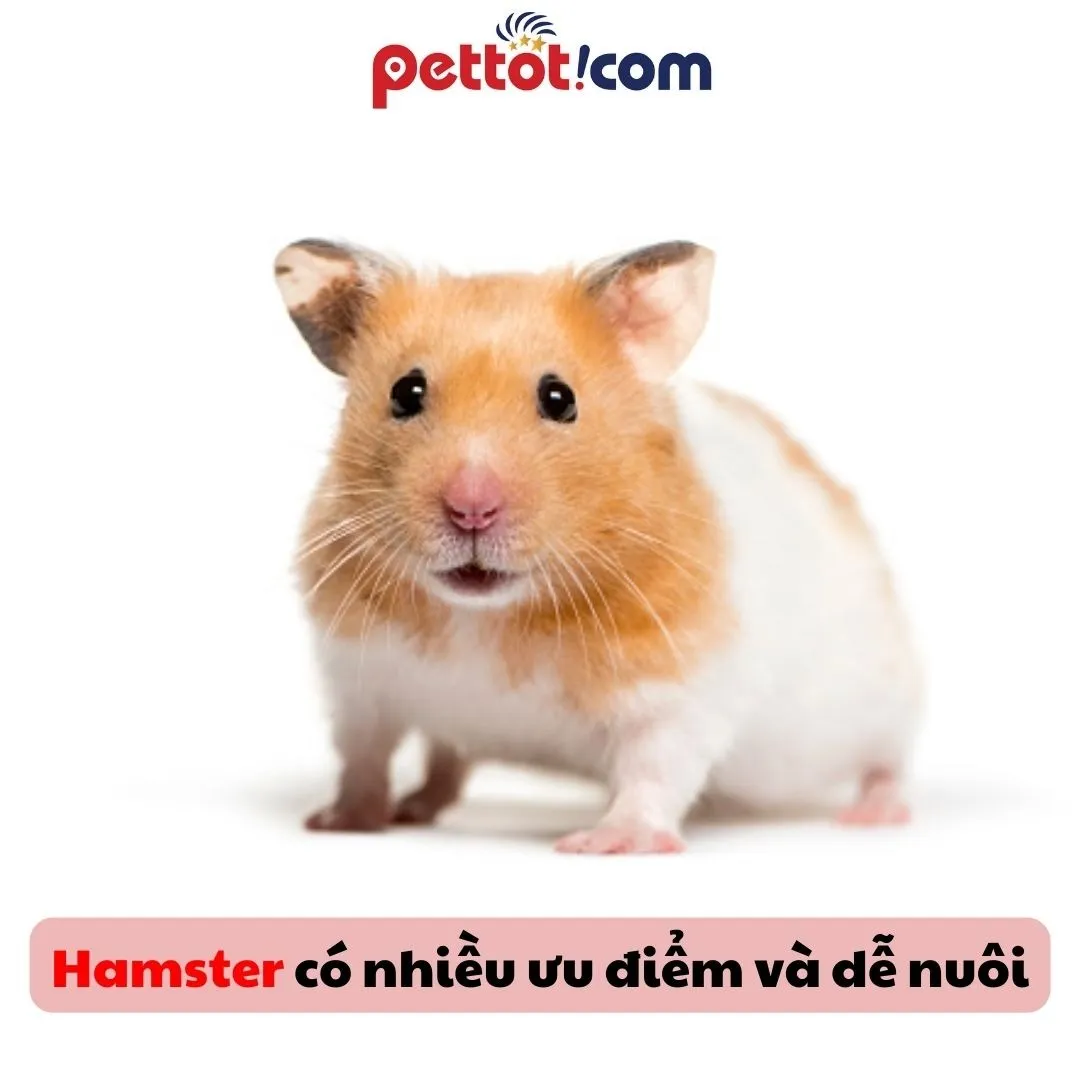 Chuột Hamster Winter White màu trắng đang được một người phụ nữ cầm trên tay, kiểm tra sức khỏe trước khi bán, phục vụ giao hàng tận nơi.