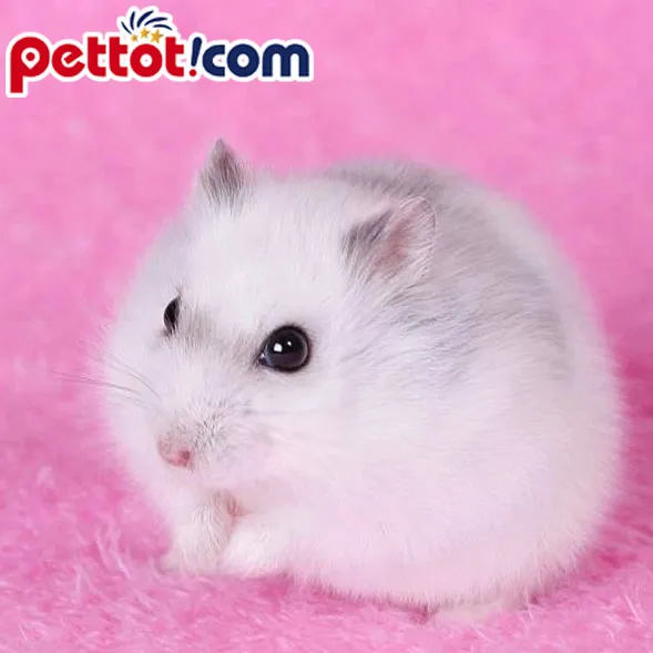 Chuột Hamster Winter White Pearl Snow đột biến màu lông hiếm