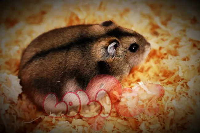 Chuột Hamster Winter White Sóc với vạch lưng đen đậm đặc trưng