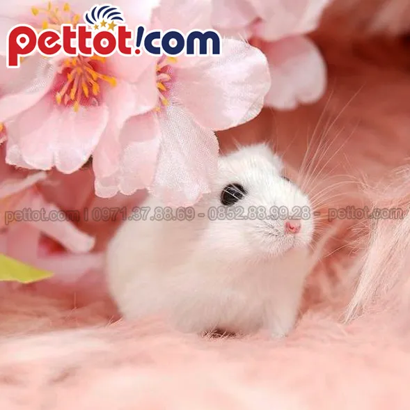 Chuột Hamster Winter White thuần chủng đang được chăm sóc tại cửa hàng bán chuột hamster ở Hà Nội uy tín
