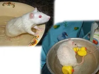 Chuột kiểng đang được chủ nhân bế, thể hiện sự thuần hóa cao